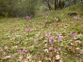 broad-leaved shooting star, Henderson's shooting star, mosquito bills, sailor caps bloom, American cowslip, mad violets, Dodecatheon hendersonii, primula hendersonii, garden Victoria, Vancouver Island, BC, Pacific Northwest