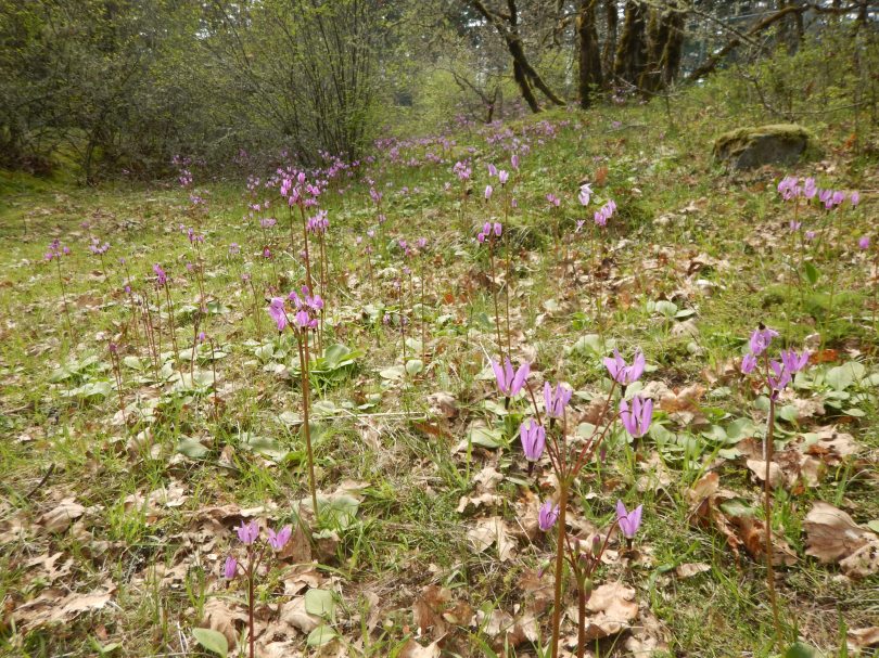 broad-leaved shooting star, Henderson's shooting star, mosquito bills, sailor caps bloom, American cowslip, mad violets, Dodecatheon hendersonii, primula hendersonii, garden Victoria, Vancouver Island, BC, Pacific Northwest