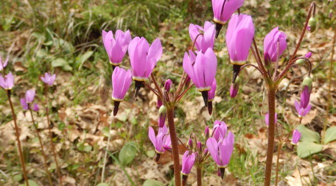 Spring Wildflower Walk