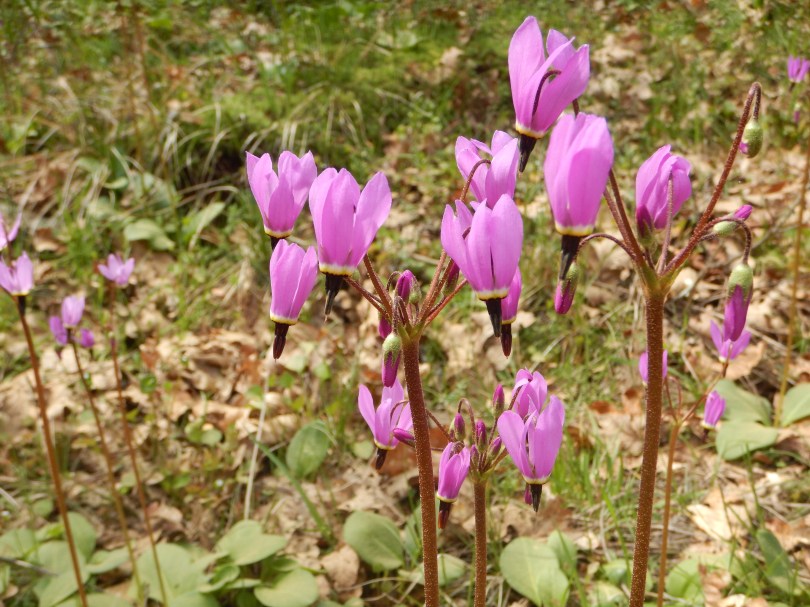 broad-leaved shooting star, Henderson's shooting star, mosquito bills, sailor caps bloom, American cowslip, mad violets, Dodecatheon hendersonii, primula hendersonii, garden Victoria, Vancouver Island, BC, Pacific Northwest