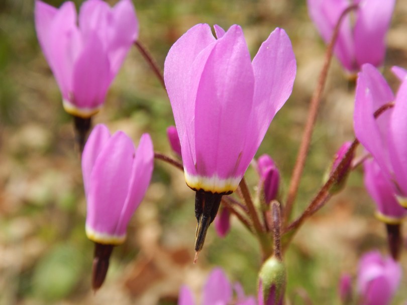 broad-leaved shooting star, Henderson's shooting star, mosquito bills, sailor caps bloom, American cowslip, mad violets, Dodecatheon hendersonii, primula hendersonii, garden Victoria, Vancouver Island, BC, Pacific Northwest