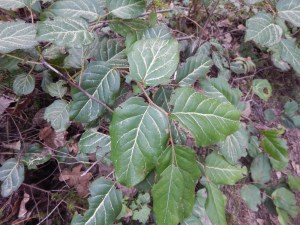 salal leaf formation highlighted by pollen, Gaultheria shallon, garden Victoria, Vancouver Island, BC, Pacific Northwest