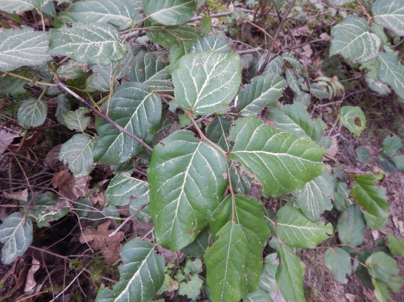 salal leaf formation highlighted by pollen, Gaultheria shallon, garden Victoria, Vancouver Island, BC, Pacific Northwest