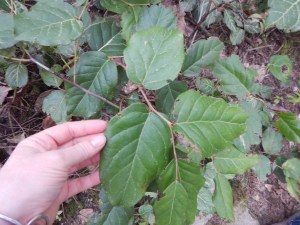 salal - with the pollen shaken off, Gaultheria shallon, garden Victoria, Vancouver Island, BC, Pacific Northwest