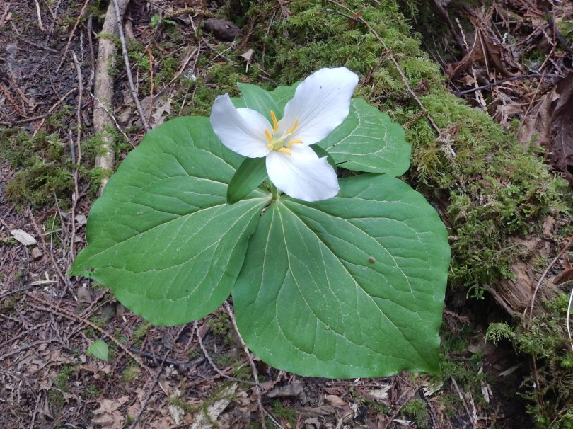 western trillium, Trillium Ovatum, garden Victoria, Vancouver Island, BC, Pacific Northwest