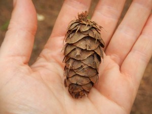 mice tails inside douglas fir cone, Pseudotsuga menziesii, garden Victoria, Vancouver Island, BC, Pacific Northwest