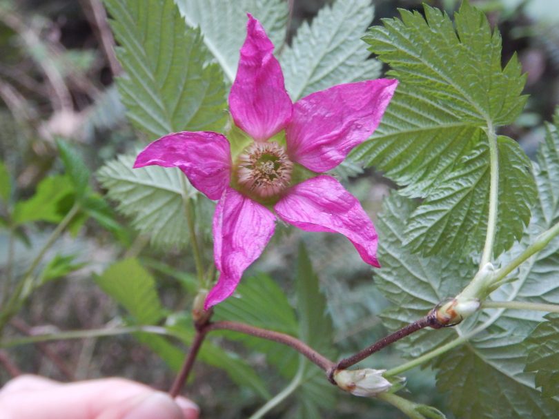 salmonberry flower, Rubus spectabilis, garden Victoria, Vancouver Island, BC, Pacific Northwest