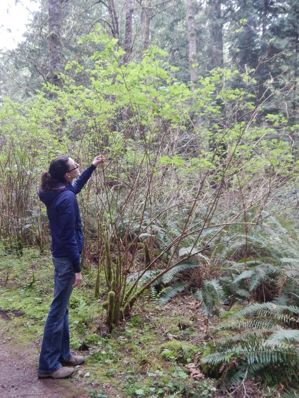 salmonberry shrub coming into leaf, Rubus spectabilis, garden Victoria, Vancouver Island, BC, Pacific Northwest