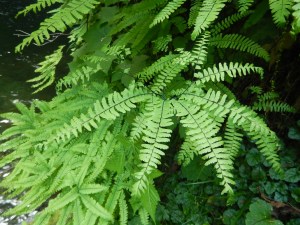 garden Victoria, Vancouver Island, BC, Pacific Northwest