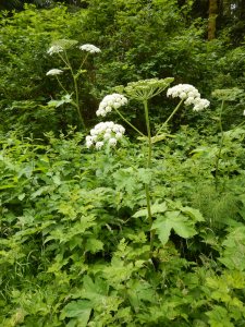 Cow Parsnip, Indian Celery, Heracleum lanatum garden Victoria, Vancouver Island, BC, Pacific Northwest