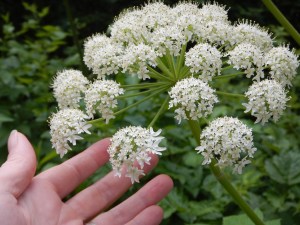 Cow Parsnip bloom, Indian Celery, Heracleum lanatum garden Victoria, Vancouver Island, BC, Pacific Northwest