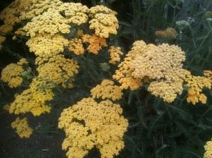 yarrow achilea moonshine garden Victoria, Vancouver Island, BC, Pacific Northwest