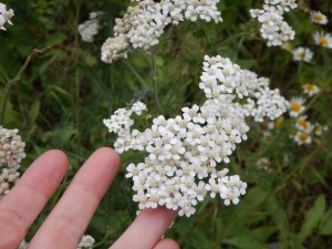 yarrow, Achillea millefolium