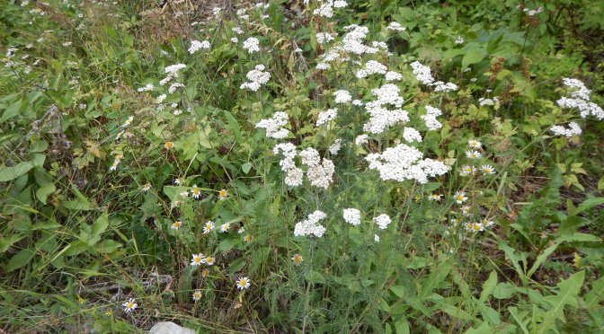 yarrow achillea millefolium garden Victoria, Vancouver Island, BC, Pacific Northwest