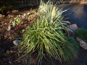 red hot pokers blooming in December red hot pokers, kniphofia garden Victoria, Vancouver Island, BC, Pacific Northwest