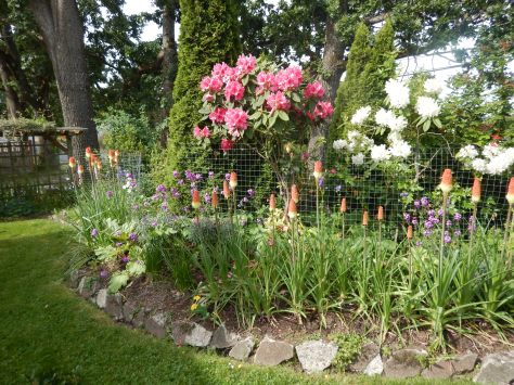 blooming red hot pokers, kniphofia, torch lily, tritoma, poker plant, garden Victoria, Vancouver Island, BC, Pacific Northwest