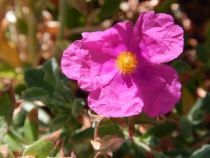 cistus, sunset rock rose, garden Victoria, Vancouver Island, BC, Pacific Northwest