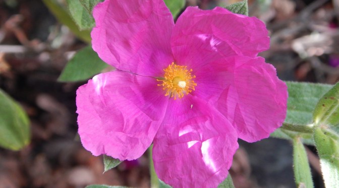 Surviving Drought With Rock Rose