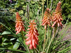 red hot pokers, kniphofia echo 'rojo' red hot pokers, kniphofia garden Victoria, Vancouver Island, BC, Pacific Northwest