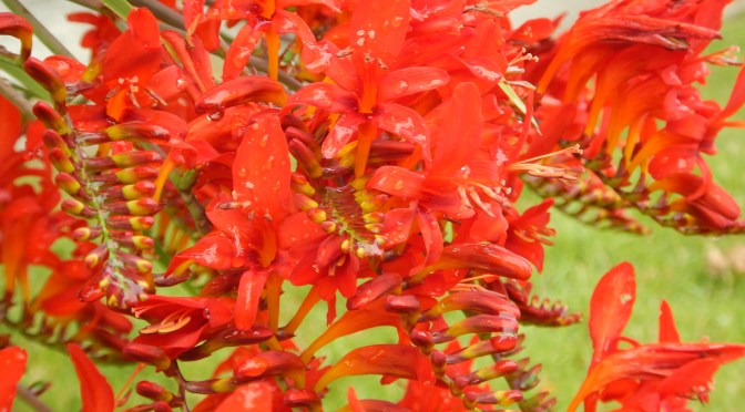 A Place for Crocosmia