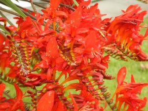 crocosmia Lucifer garden Victoria, Vancouver Island, BC, Pacific Northwest