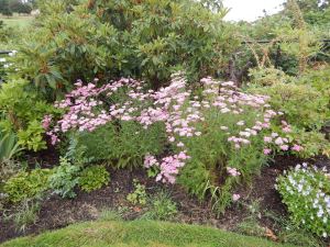 yarrow achillea millefolium pomegranate garden Victoria, Vancouver Island, BC, Pacific Northwest