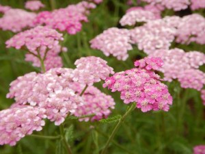 yarrow achillea millefolium pomegranate garden Victoria, Vancouver Island, BC, Pacific Northwest
