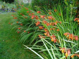 crocosmia montbretia crocosmia montbretia garden Victoria, Vancouver Island, BC, Pacific Northwest