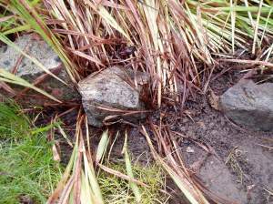 crocosmia montbretia crocosmia montbretia garden Victoria, Vancouver Island, BC, Pacific Northwest