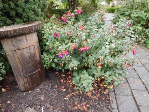 hardy fuchsia at the Horticultural Centre of the Pacific, September , garden Victoria, Vancouver Island, BC, Pacific Northwest