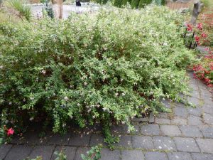 hardy fuchsia at the Horticultural Centre of the Pacific, September , garden Victoria, Vancouver Island, BC, Pacific Northwest