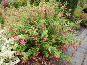 hardy fuchsia at the Horticultural Centre of the Pacific, September , garden Victoria, Vancouver Island, BC, Pacific Northwest