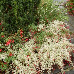 hardy fuchsia at the Horticultural Centre of the Pacific, September , garden Victoria, Vancouver Island, BC, Pacific Northwest