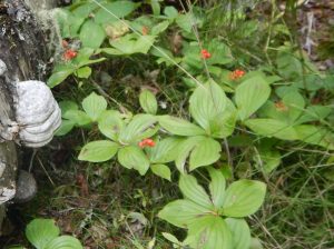 bunchberry, Cornus canadensis, dwarf dogwood,, creeping dogwood, dwarf cornel, crackerberry,, native wildflower, garden Victoria BC Pacific Northwest