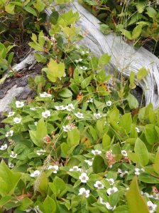bunchberry, Cornus canadensis, dwarf dogwood,, creeping dogwood, dwarf cornel, crackerberry, native wildflower, garden Victoria BC Pacific Northwest