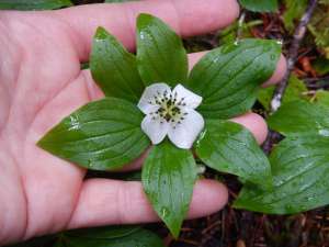 bunchberry, Cornus canadensis, dwarf dogwood,, creeping dogwood, dwarf cornel, crackerberry,, native wildflower, garden Victoria BC Pacific Northwest