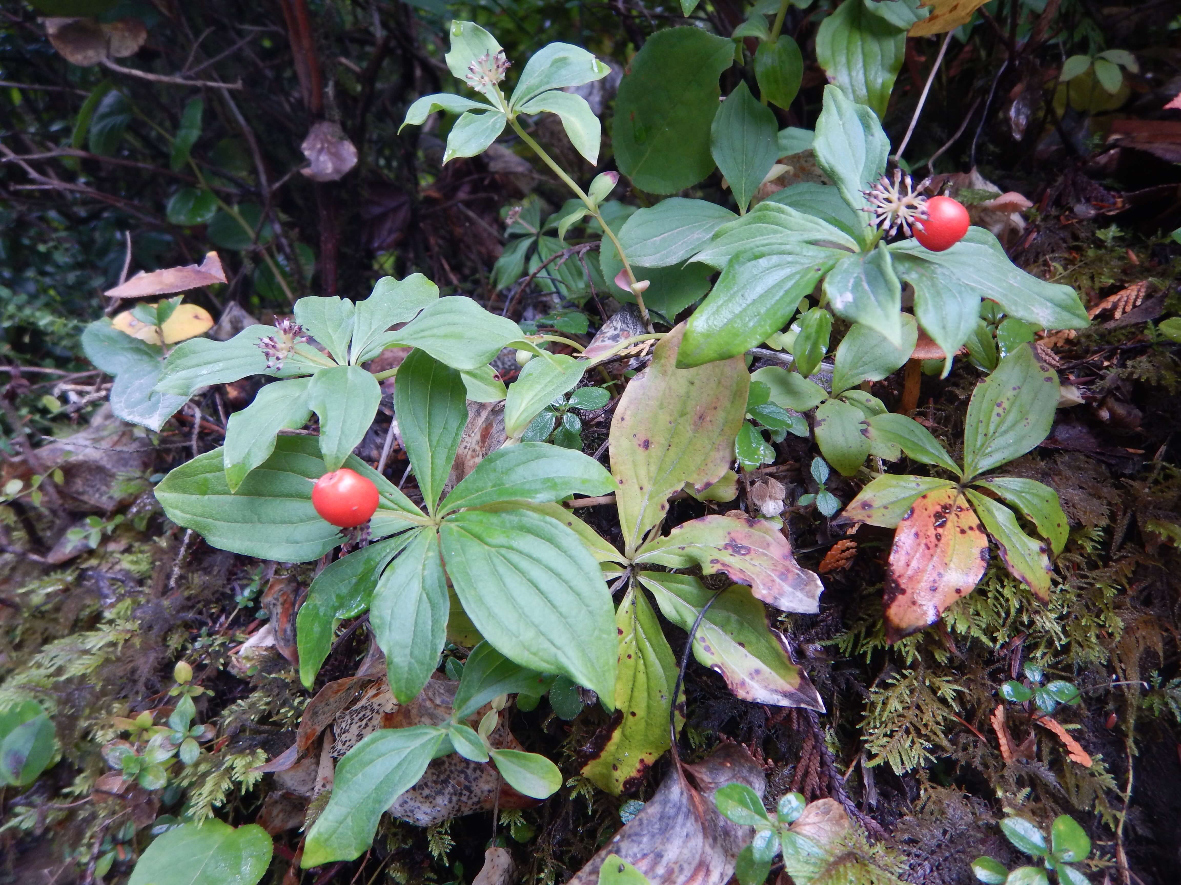 Creeping Dogwood (Bunchberry) Seeds – Cornus Canadensis, Edible, Ground Cover, Cold Resistant