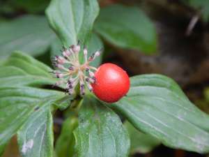 bunchberry, Cornus canadensis, dwarf dogwood,, creeping dogwood, dwarf cornel, crackerberry,, native wildflower, garden Victoria BC Pacific Northwest