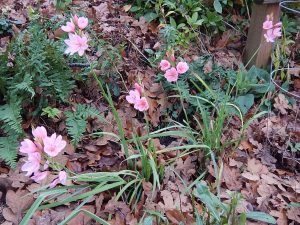 kaffir lily, scarlet river lily, crimson flag lily, Hesperantha coccinea, Schizostylis coccinea, garden Victoria BC Pacific Northwest