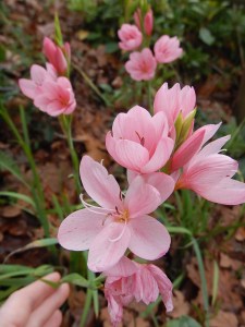 kaffir lily, scarlet river lily, crimson flag lily, Hesperantha coccinea, Schizostylis coccinea, garden Victoria BC Pacific Northwest