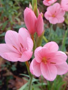 kaffir lily, scarlet river lily, crimson flag lily, Hesperantha coccinea, Schizostylis coccinea, garden Victoria BC Pacific Northwest