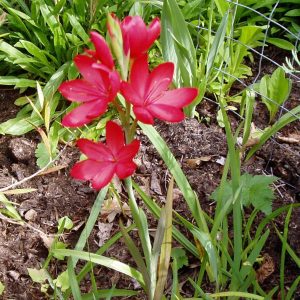 kaffir lily, scarlet river lily, crimson flag lily, Hesperantha coccinea, Schizostylis coccinea, garden Victoria BC Pacific Northwest