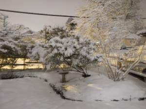 Arbutus unedo bending under the weight of snow garden Victoria BC Pacific Northwest