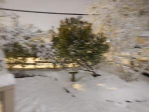 Arbutus unedo recovering from the weight of snow garden Victoria BC Pacific Northwest