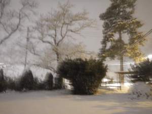 the Yew recovering from the weight of snow