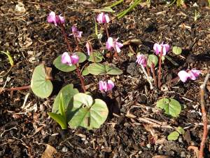 cyclamen coum in early February garden Victoria BC Pacific Northwest