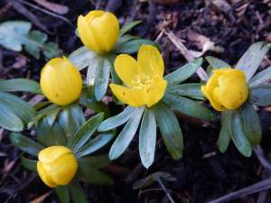 winter aconite, eranthis in early February garden Victoria BC Pacific Northwest