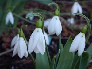 snowdrops galanthus after the big snow garden Victoria BC Pacific Northwest