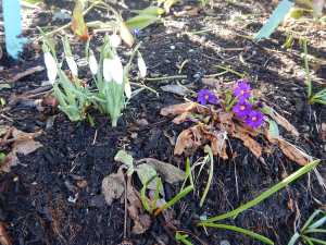 snowdrops galanthus primula wanda after the big snow garden Victoria BC Pacific Northwest