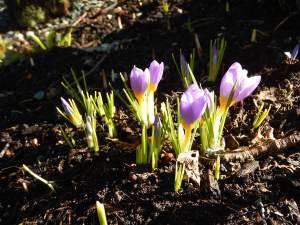snowdrops and primula after the big snow garden Victoria BC Pacific Northwest